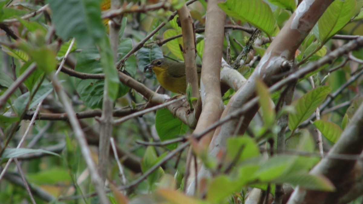 Paruline voilée - ML645272237