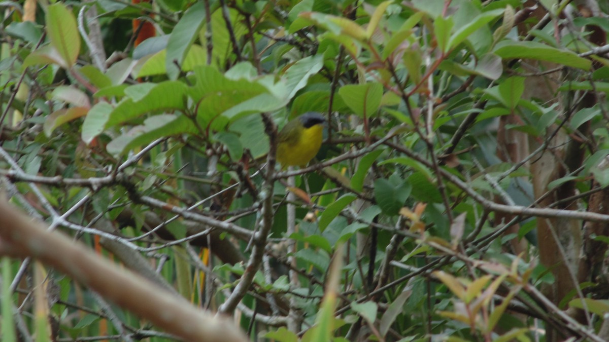 Paruline voilée - ML645272240