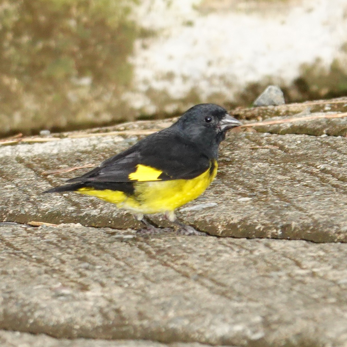 Yellow-bellied Siskin - ML645272248