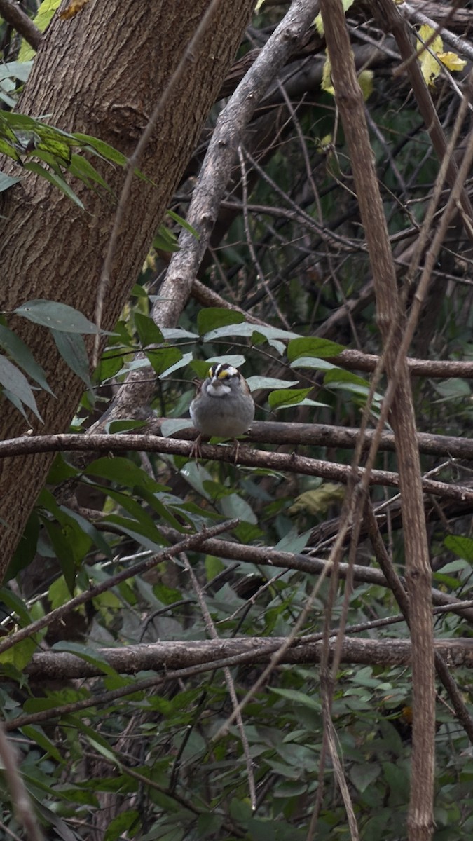White-throated Sparrow - ML645272256