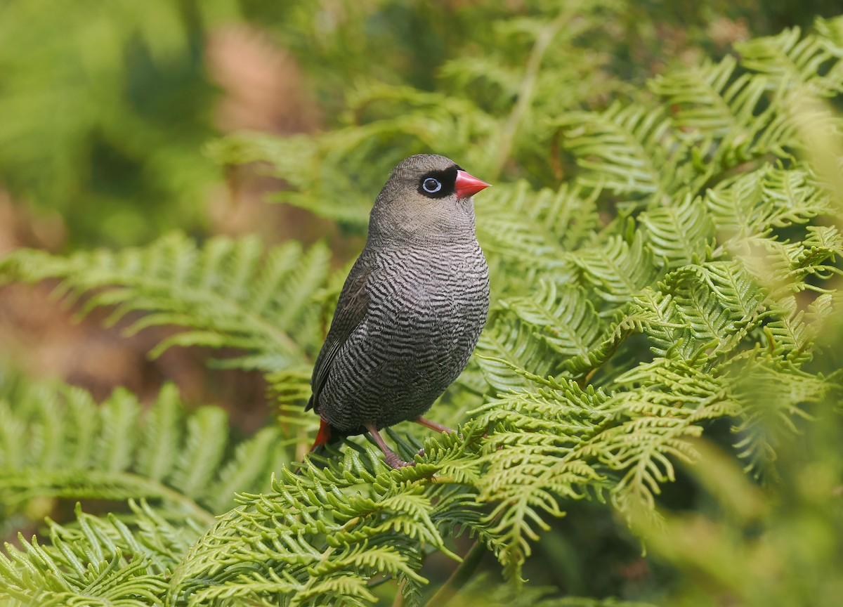 Beautiful Firetail - ML645272257