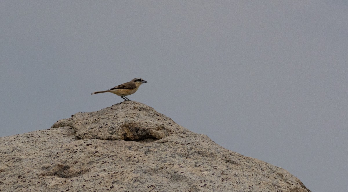 Brown Shrike - ML645272263