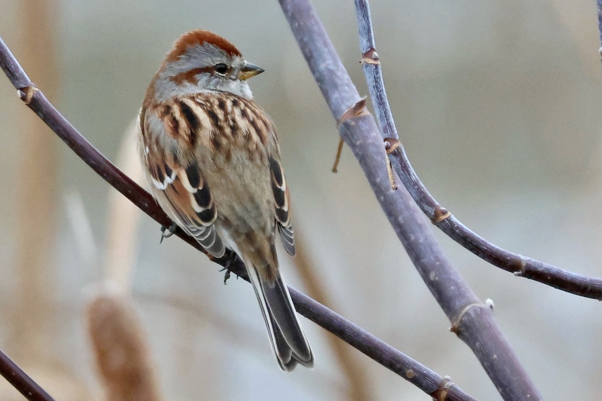American Tree Sparrow - ML645272265