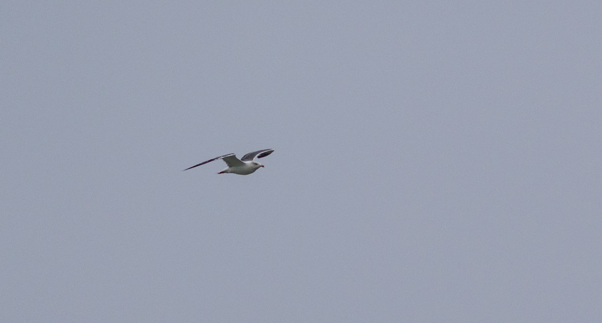 Lesser Black-backed Gull - ML645272284