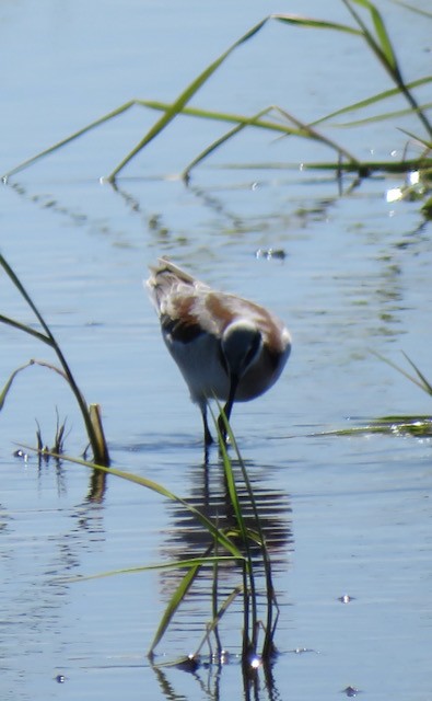 lyskonoh dlouhozobý - ML645272297