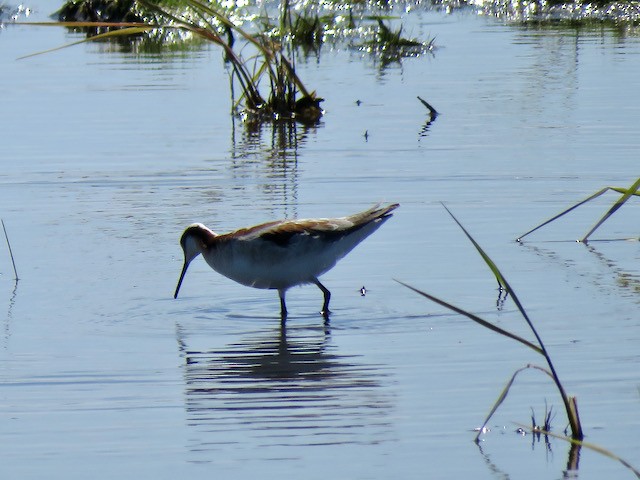 lyskonoh dlouhozobý - ML645272298