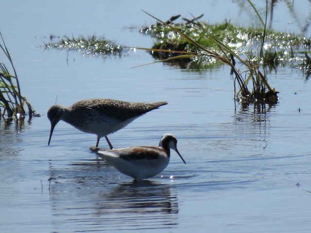 lyskonoh dlouhozobý - ML645272299