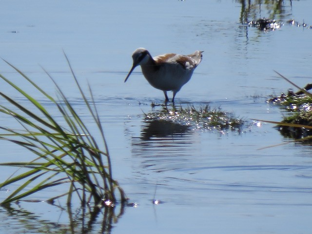 lyskonoh dlouhozobý - ML645272300