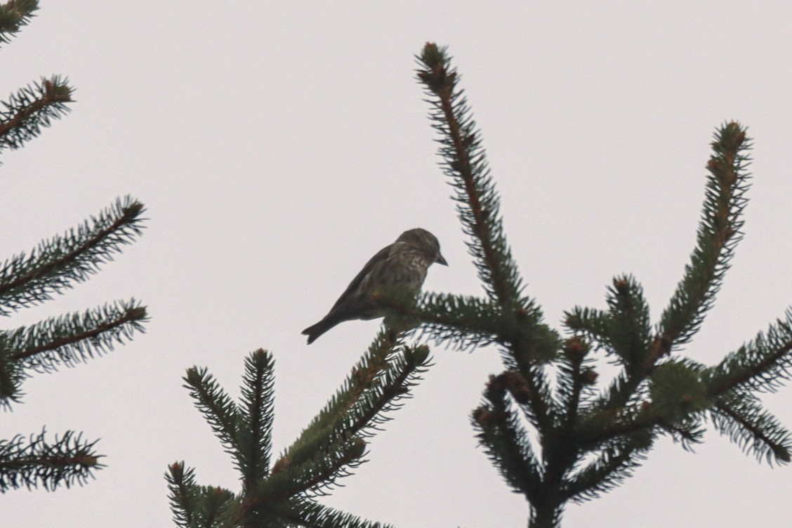 Red Crossbill - ML645272304