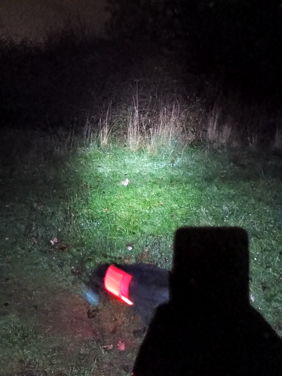 Eurasian Woodcock - ML645272306