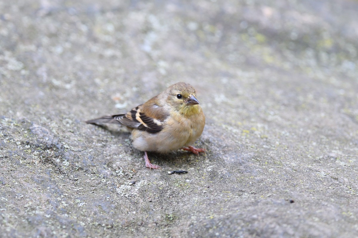 Altın İskete - ML645272309