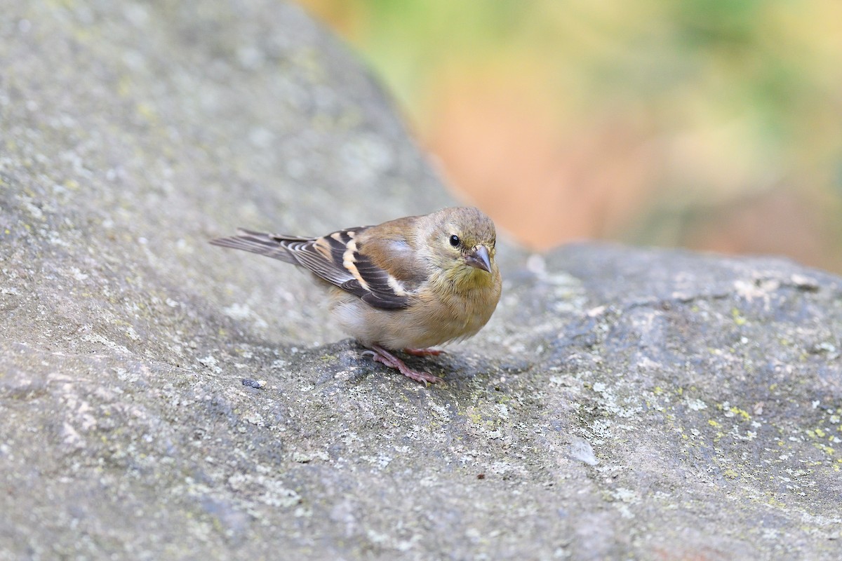 Altın İskete - ML645272310