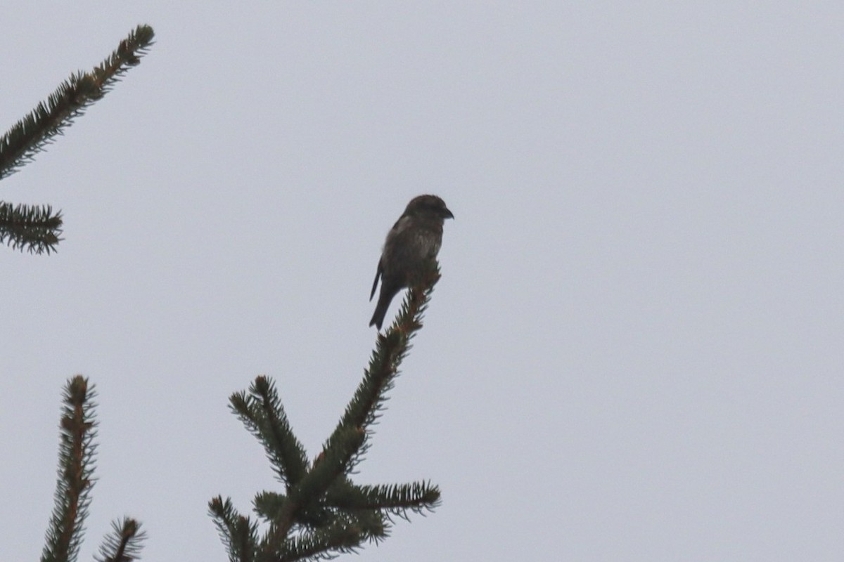 Red Crossbill - ML645272334