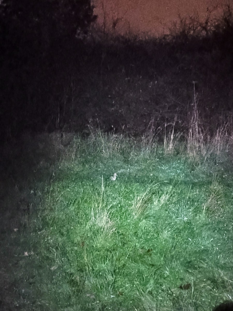 Eurasian Woodcock - ML645272347