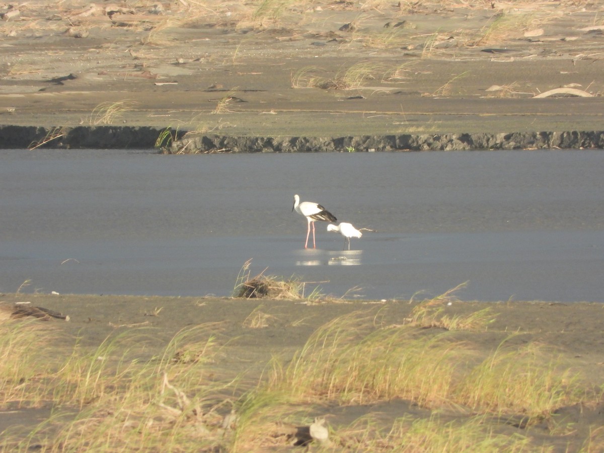 Oriental Stork - ML645272350