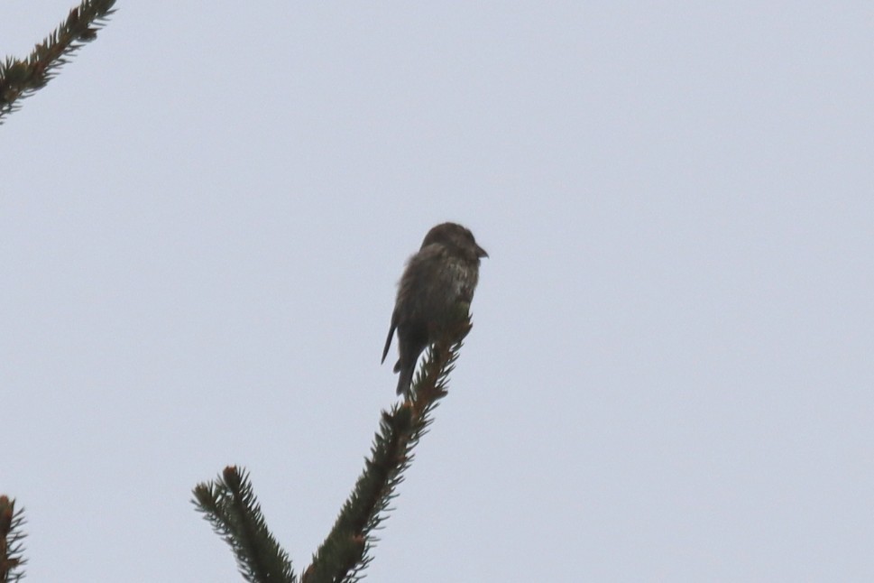 Red Crossbill - ML645272351