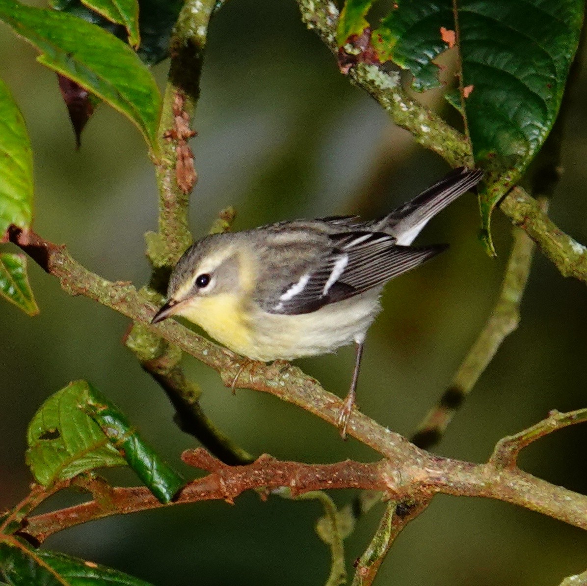 Blackburnian Warbler - ML645272355