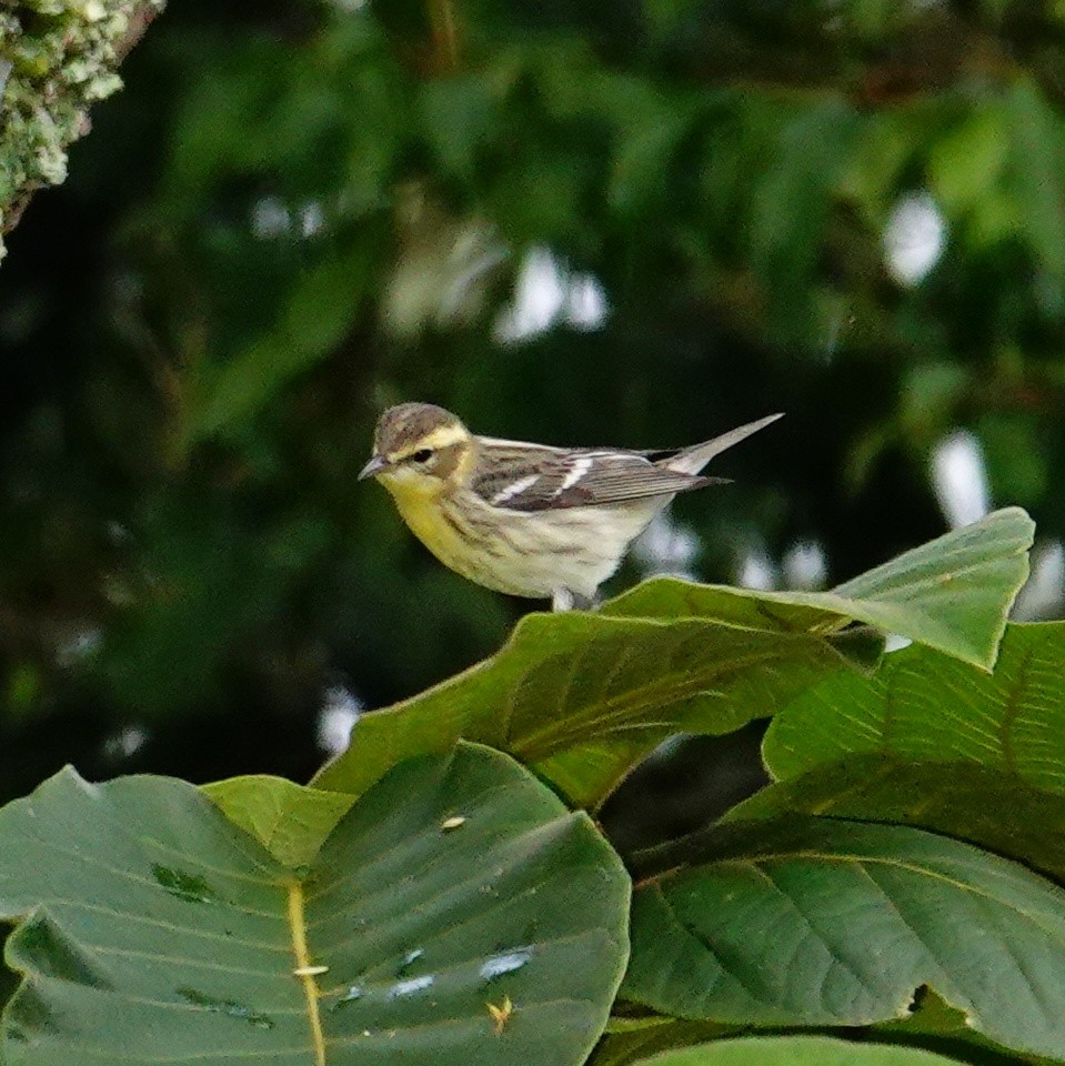 Blackburnian Warbler - ML645272356
