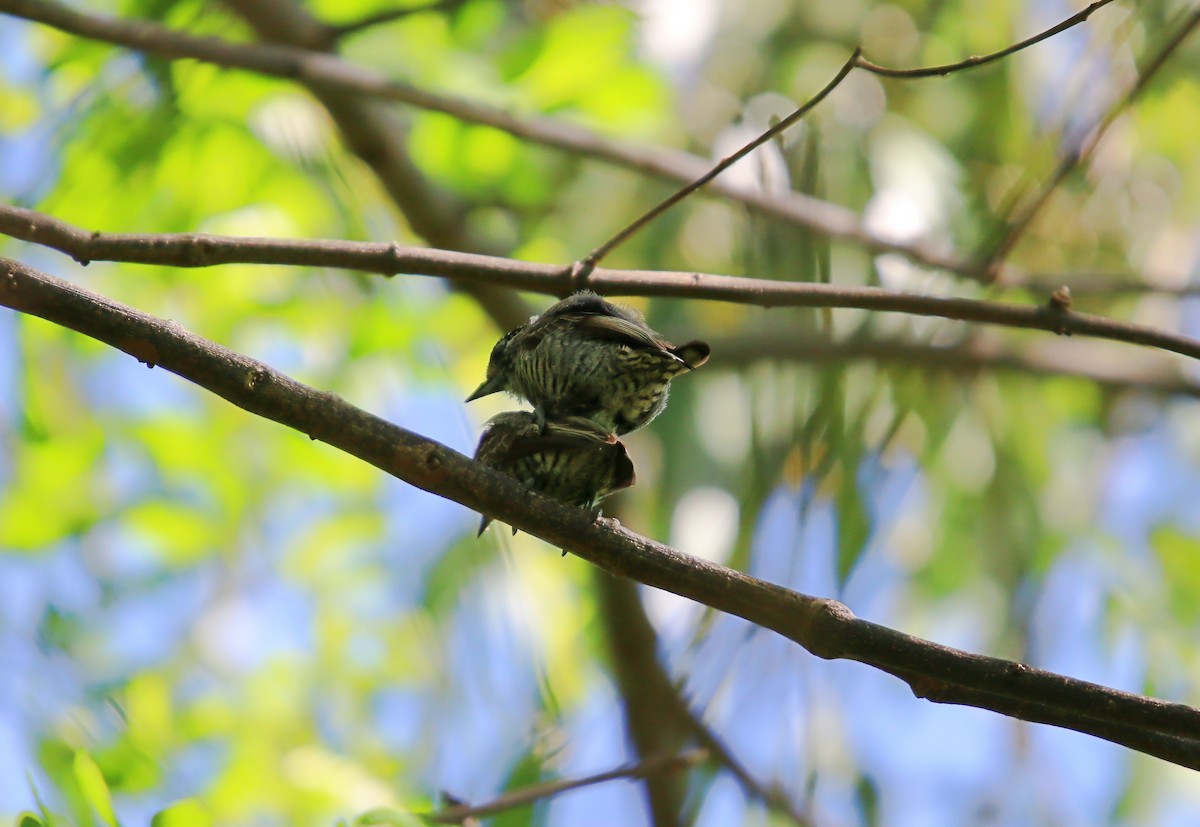 White-barred Piculet - ML645272358