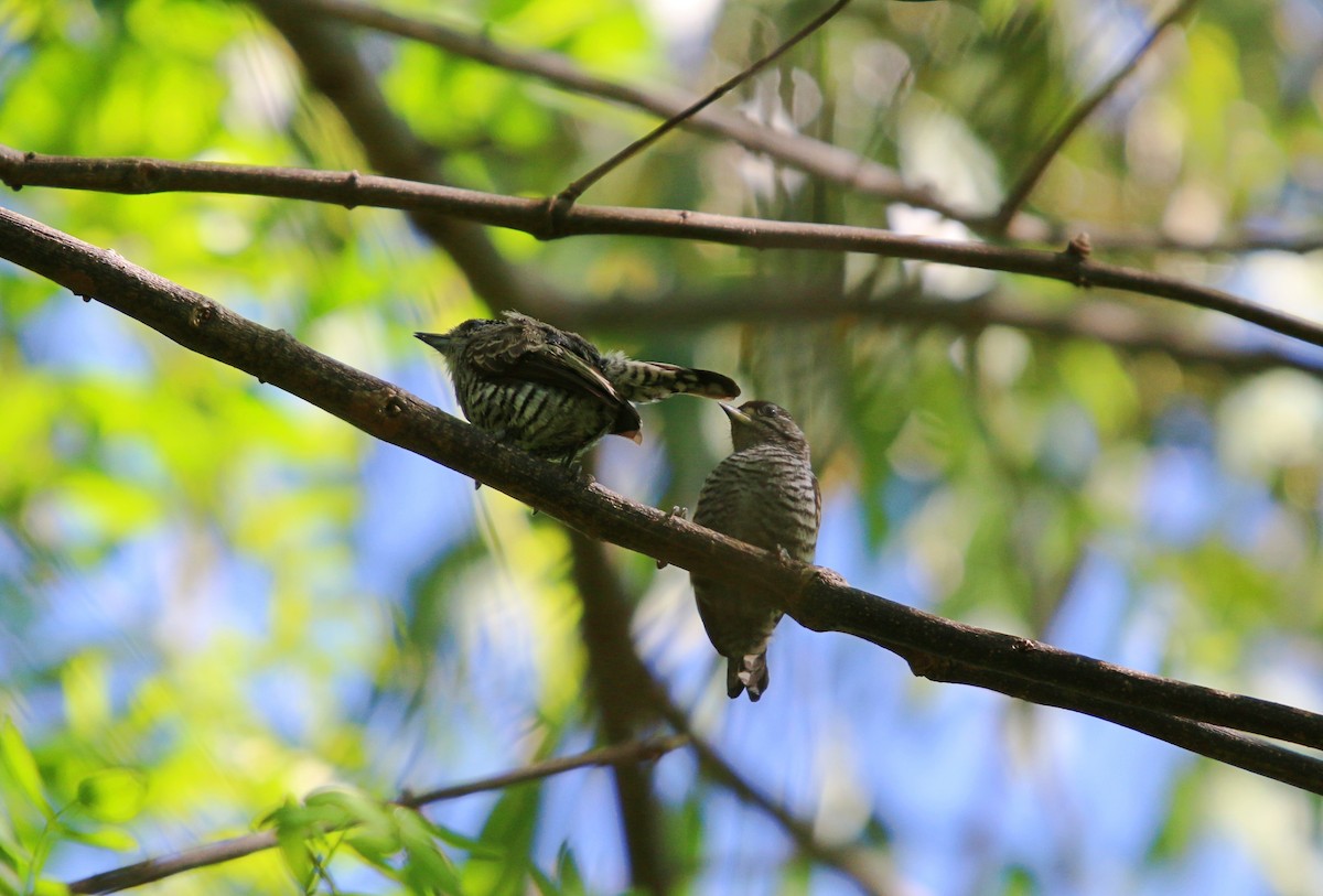 White-barred Piculet - ML645272359