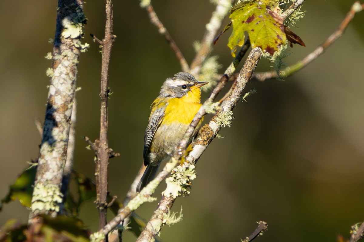 Crescent-chested Warbler - ML645272384