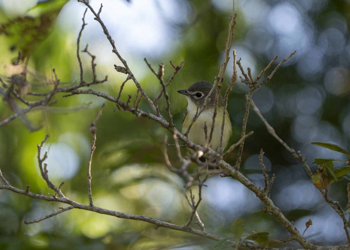 フタスジモズモドキ - ML645272400