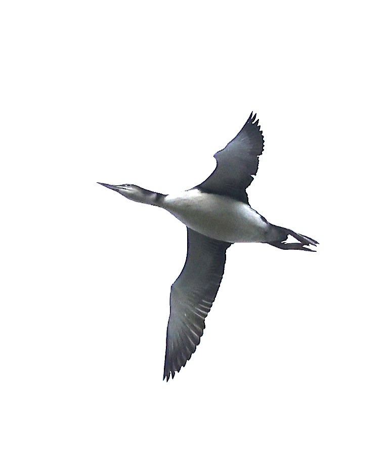 Common Loon - ML645272403