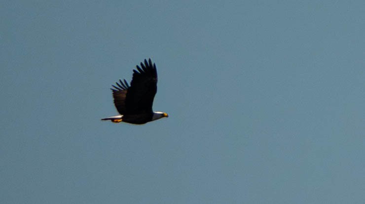 Орлан білоголовий - ML645272424