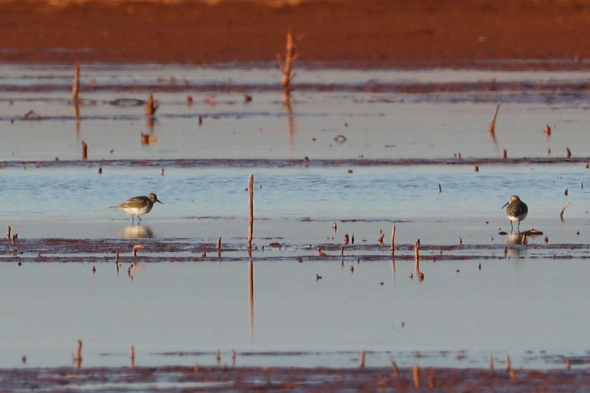 Baird's Sandpiper - ML645272426