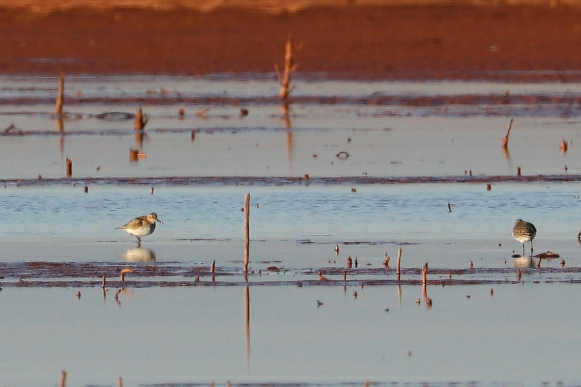 Baird's Sandpiper - ML645272427