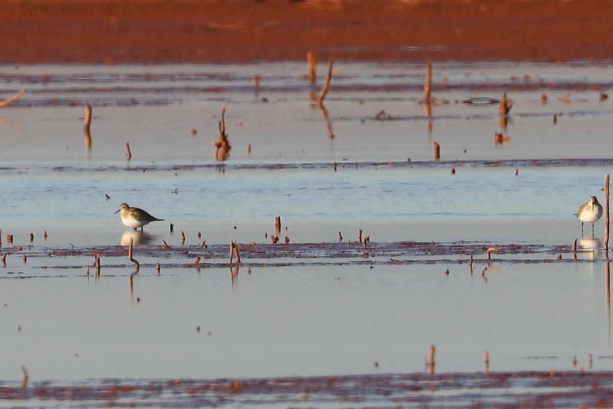 Baird's Sandpiper - ML645272428