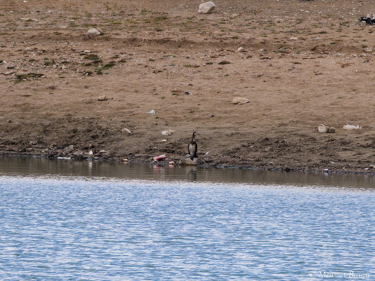 kormorán velký - ML645272429