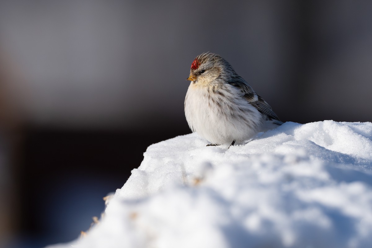 Redpoll (Hoary) - ML645272440