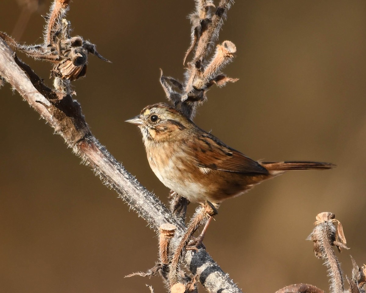 Swamp Sparrow - ML645272443