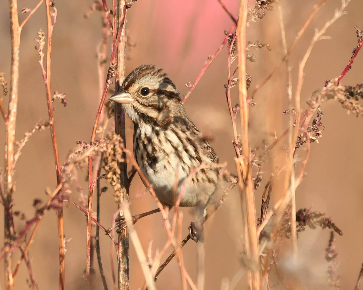 Song Sparrow - ML645272467