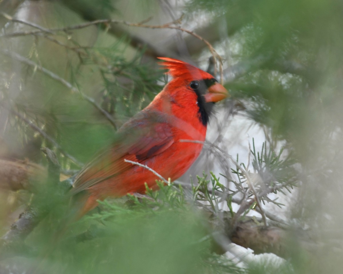 Northern Cardinal - ML645272473