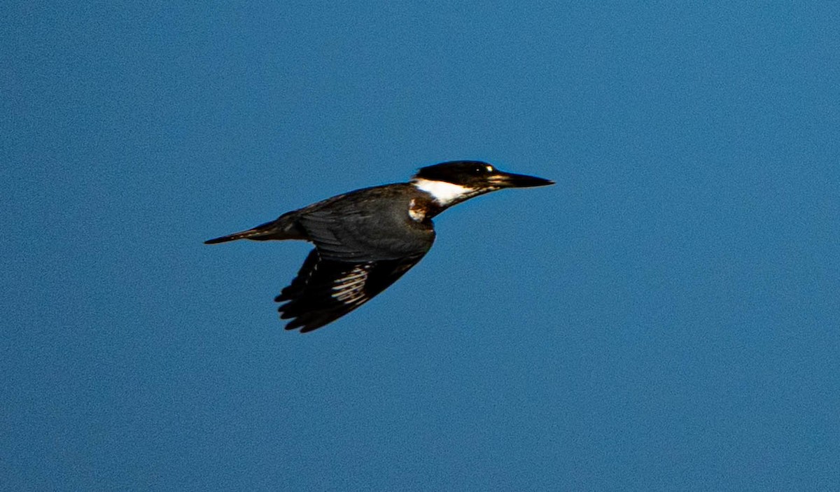 Martin handi iparramerikarra - ML645272474