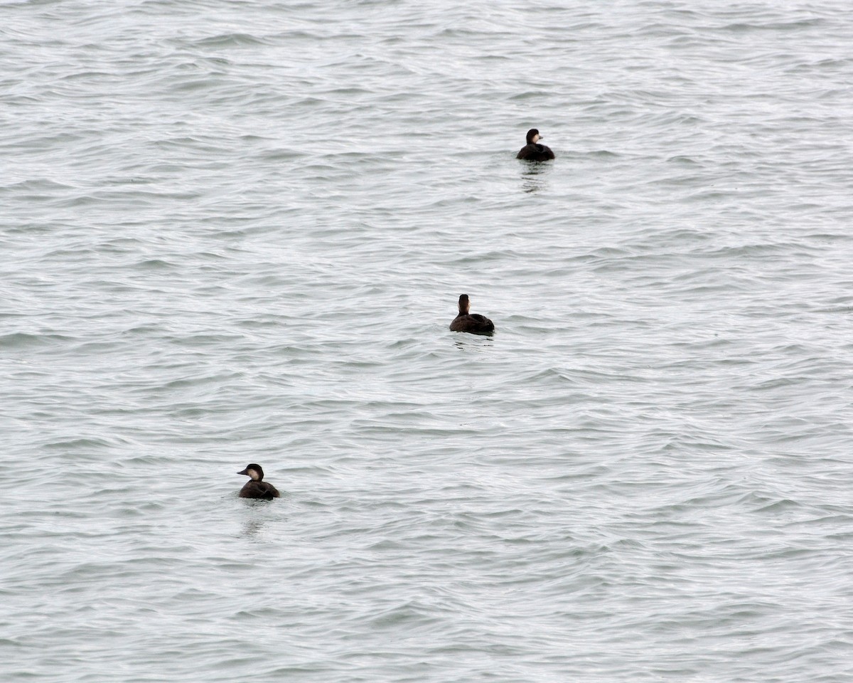 turpan žlutozobý - ML645272475