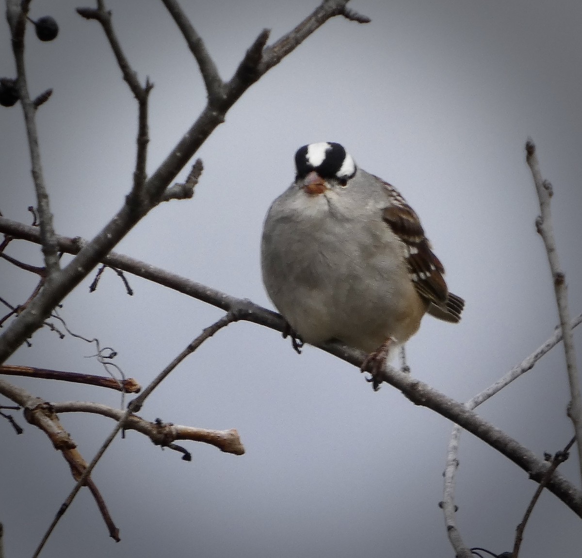 White-crowned Sparrow - ML645272492
