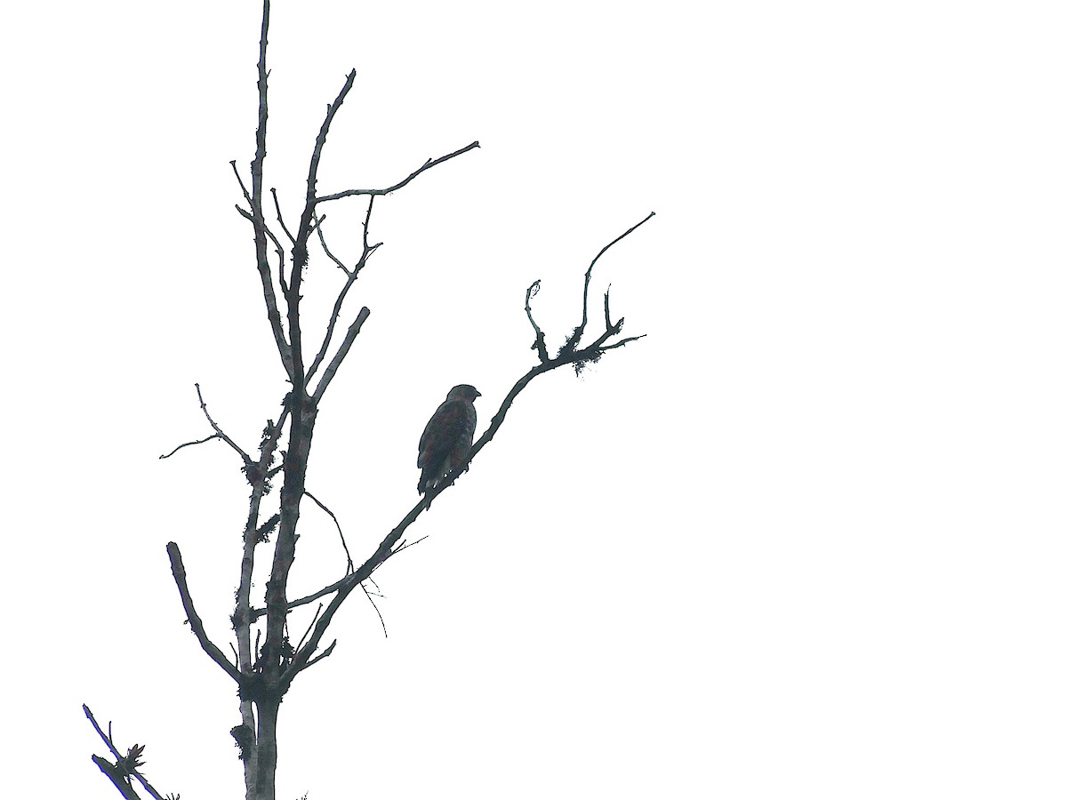 Broad-winged Hawk - ML645272500