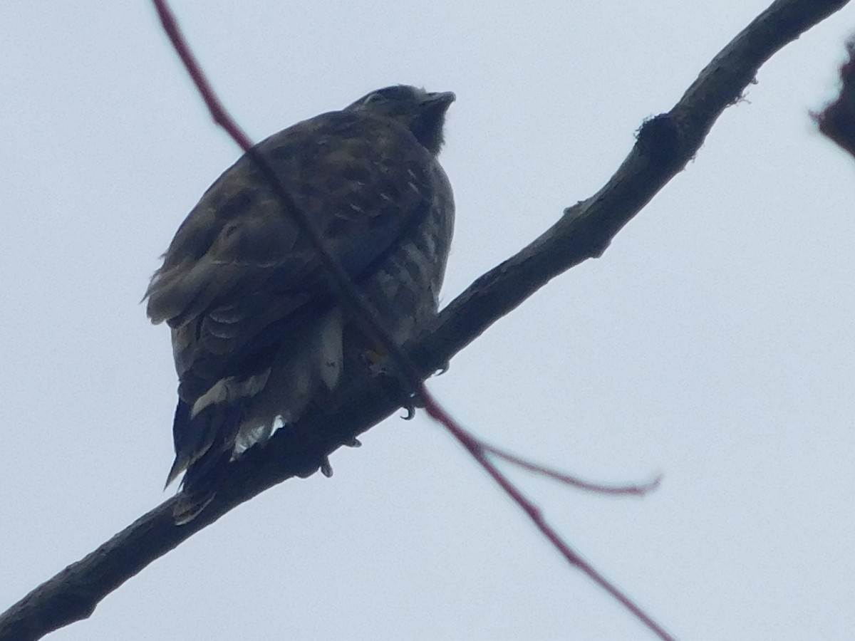 Broad-winged Hawk - ML645272501