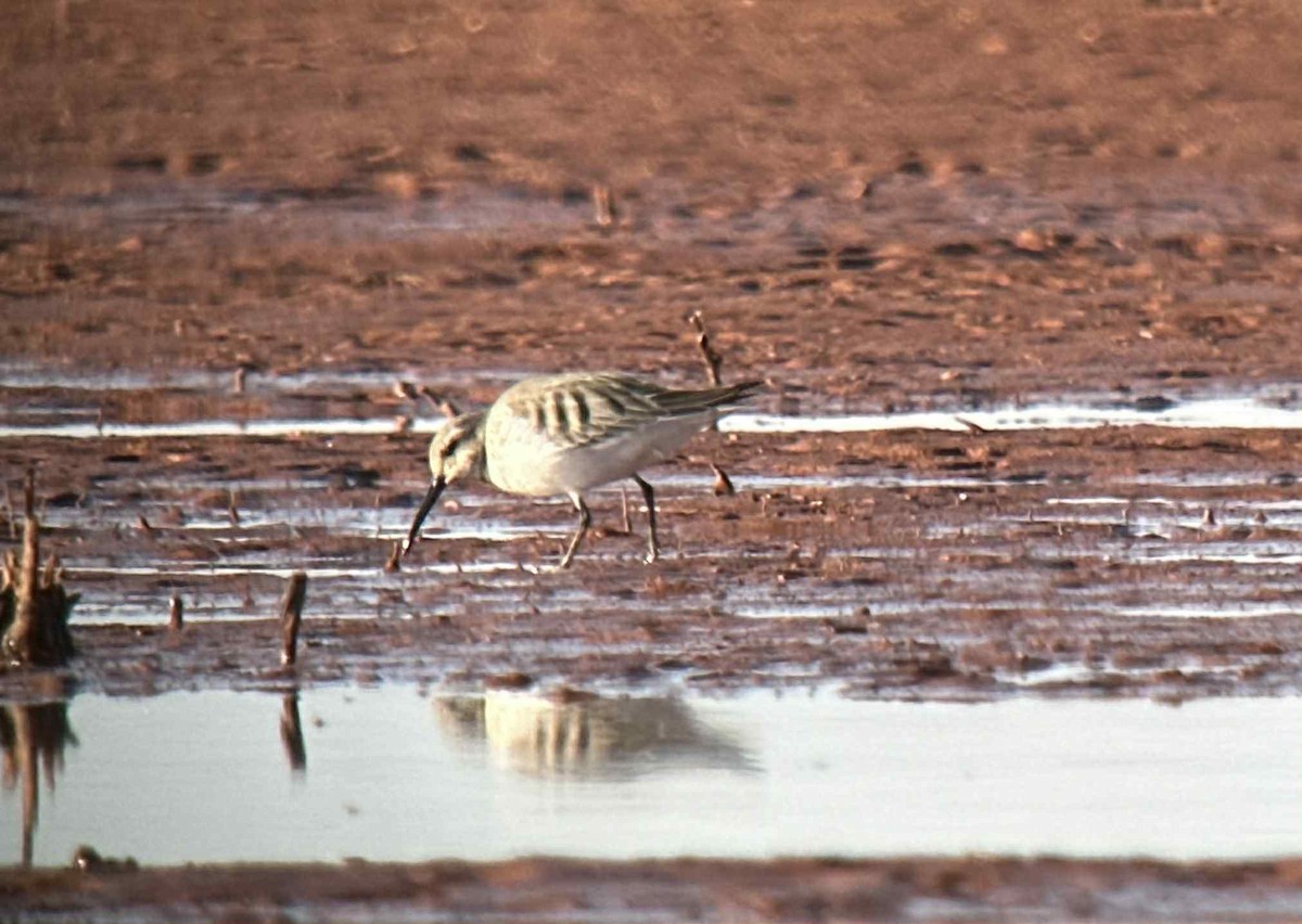 Dunlin - ML645272502