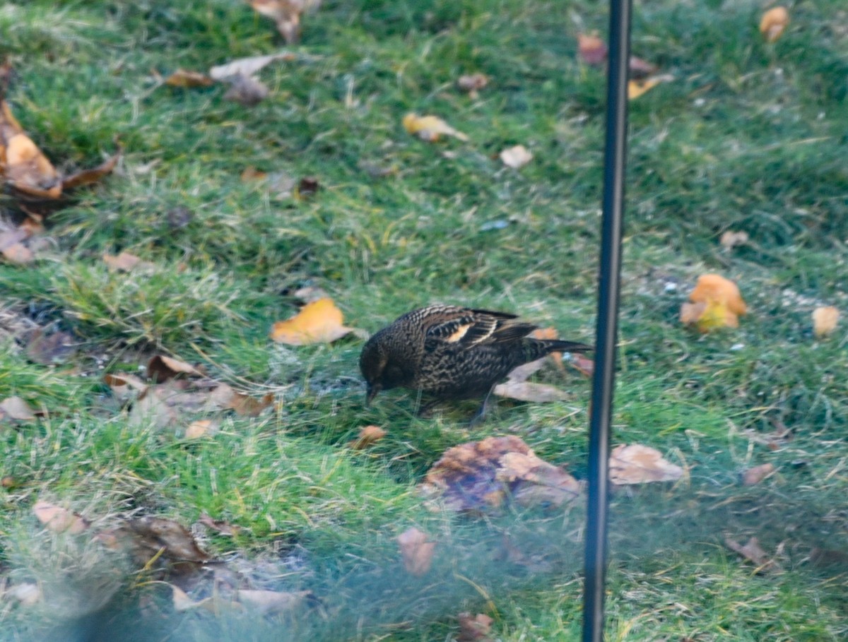 Red-winged Blackbird - ML645272516