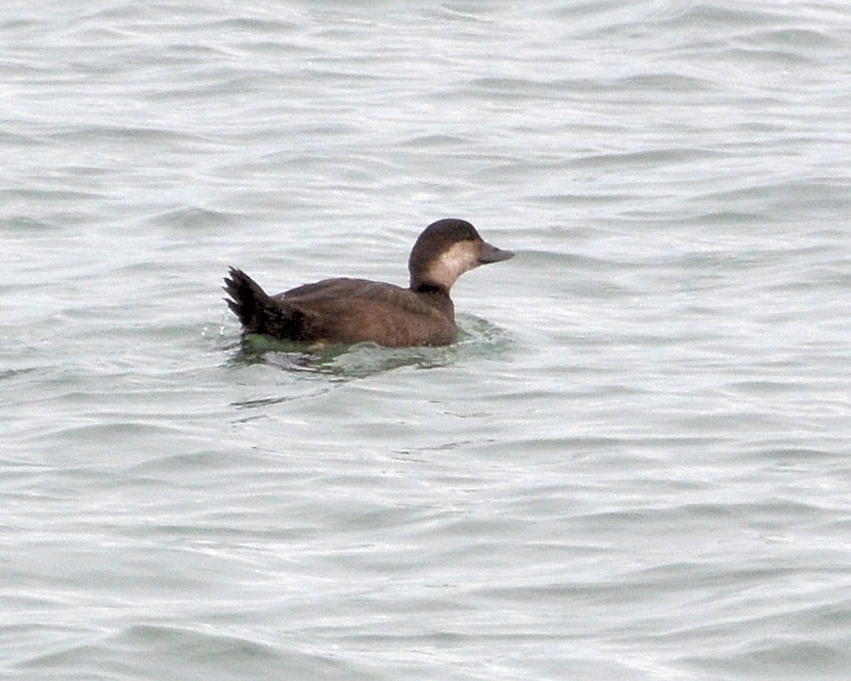 turpan žlutozobý - ML645272523