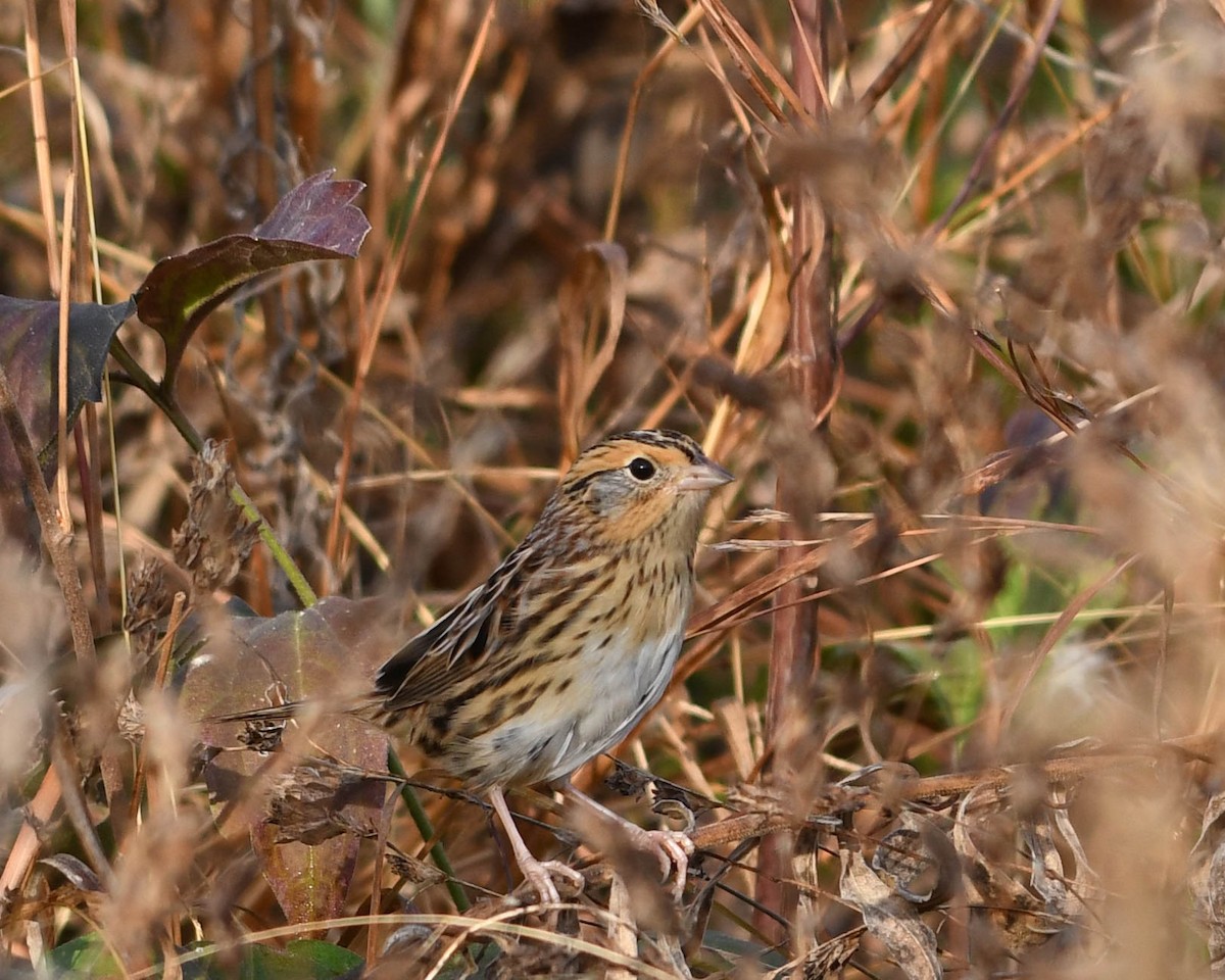LeConte's Sparrow - ML645272524