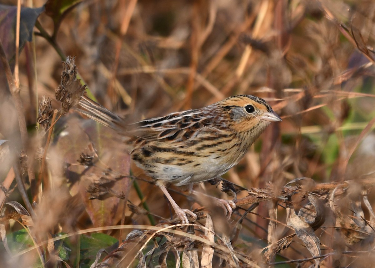 LeConte's Sparrow - ML645272525