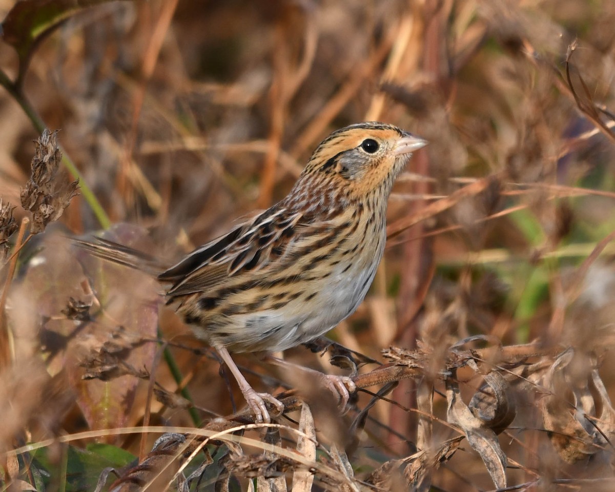 LeConte's Sparrow - ML645272526