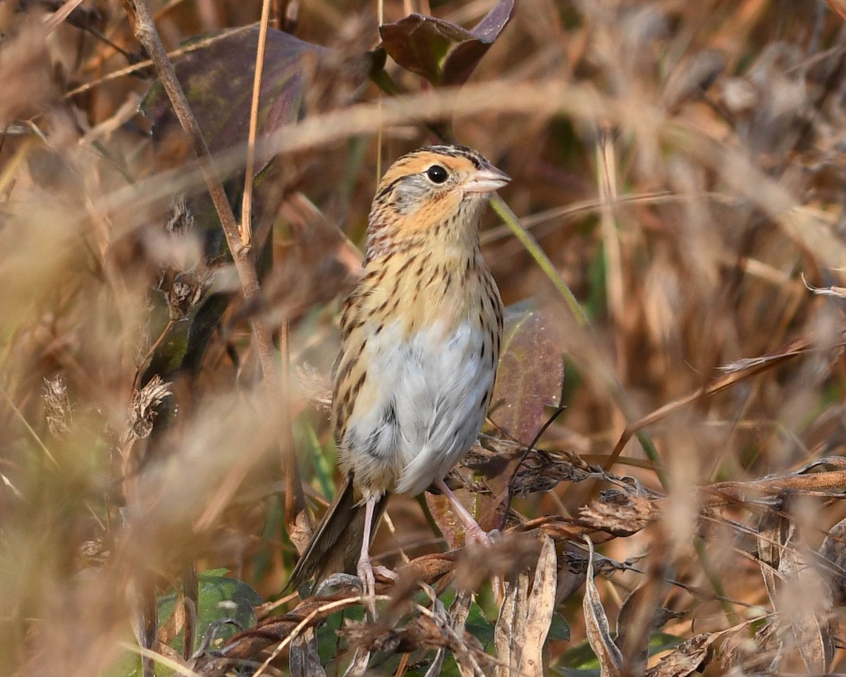 LeConte's Sparrow - ML645272527