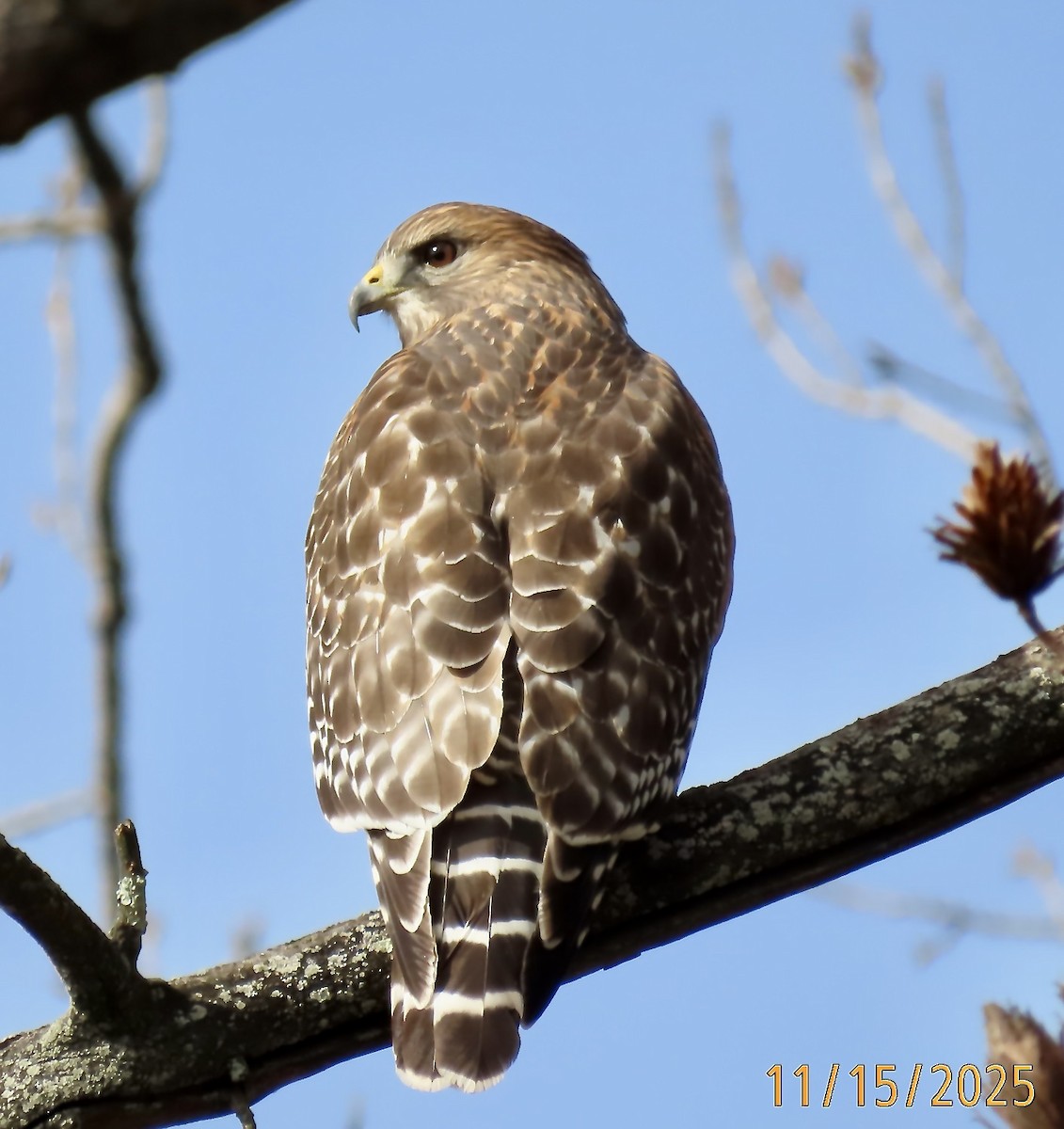 Red-shouldered Hawk - ML645272528