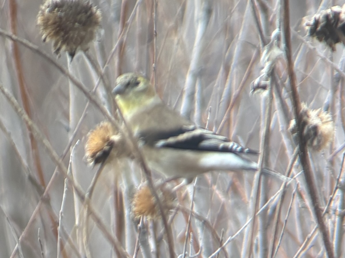 Altın İskete - ML645272529